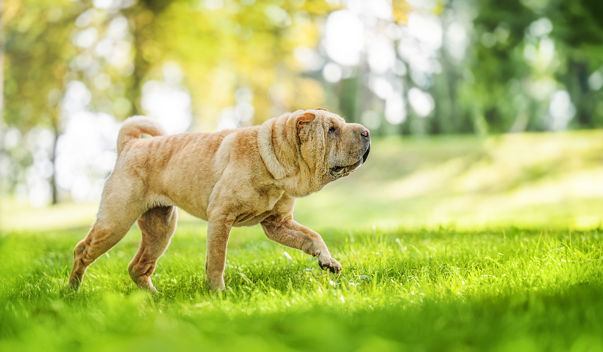 SHAR-PEI