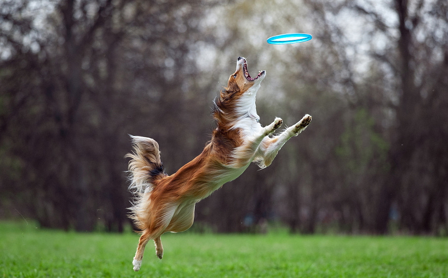 SPORTOVNÍ AKTIVITY PRO PSY