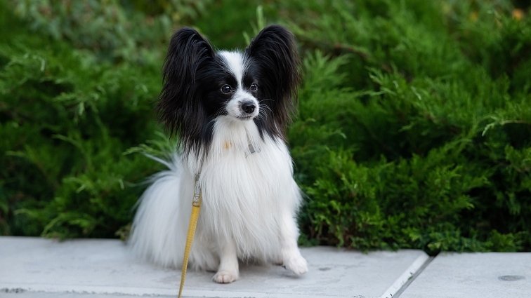 PAPILLON