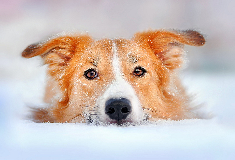 VENČENÍ PSŮ A ŠTĚŇAT V ZIMĚ