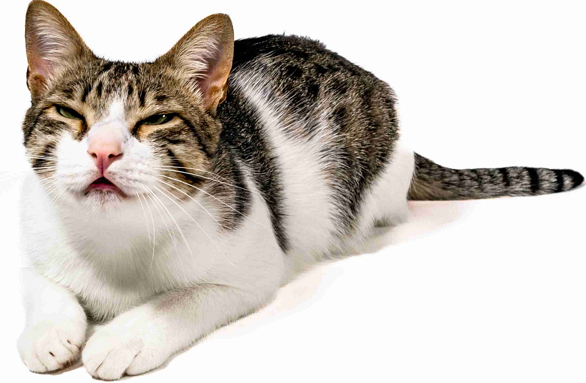 Brit Premium Dog by Nature