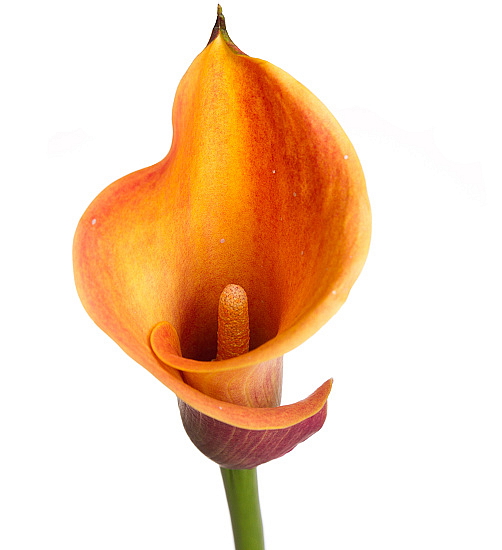 NEBEZPEČNÉ POKOJOVÉ ROSTLINY PRO PSY