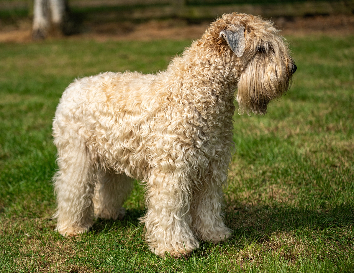 IRISH SOFT COATED WHEATEN TERIER