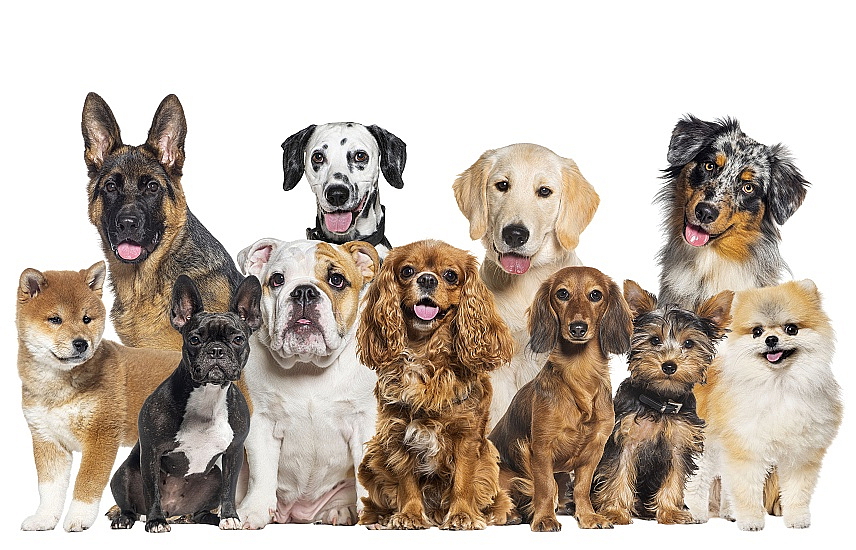 JAK VYBRAT GRANULE PRO PSA