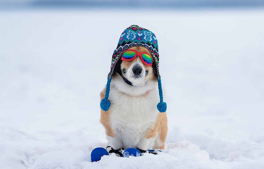 VENČENÍ PSŮ A ŠTĚŇAT V ZIMĚ