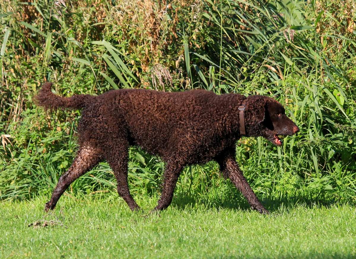 CURLY COATED RETRIEVER