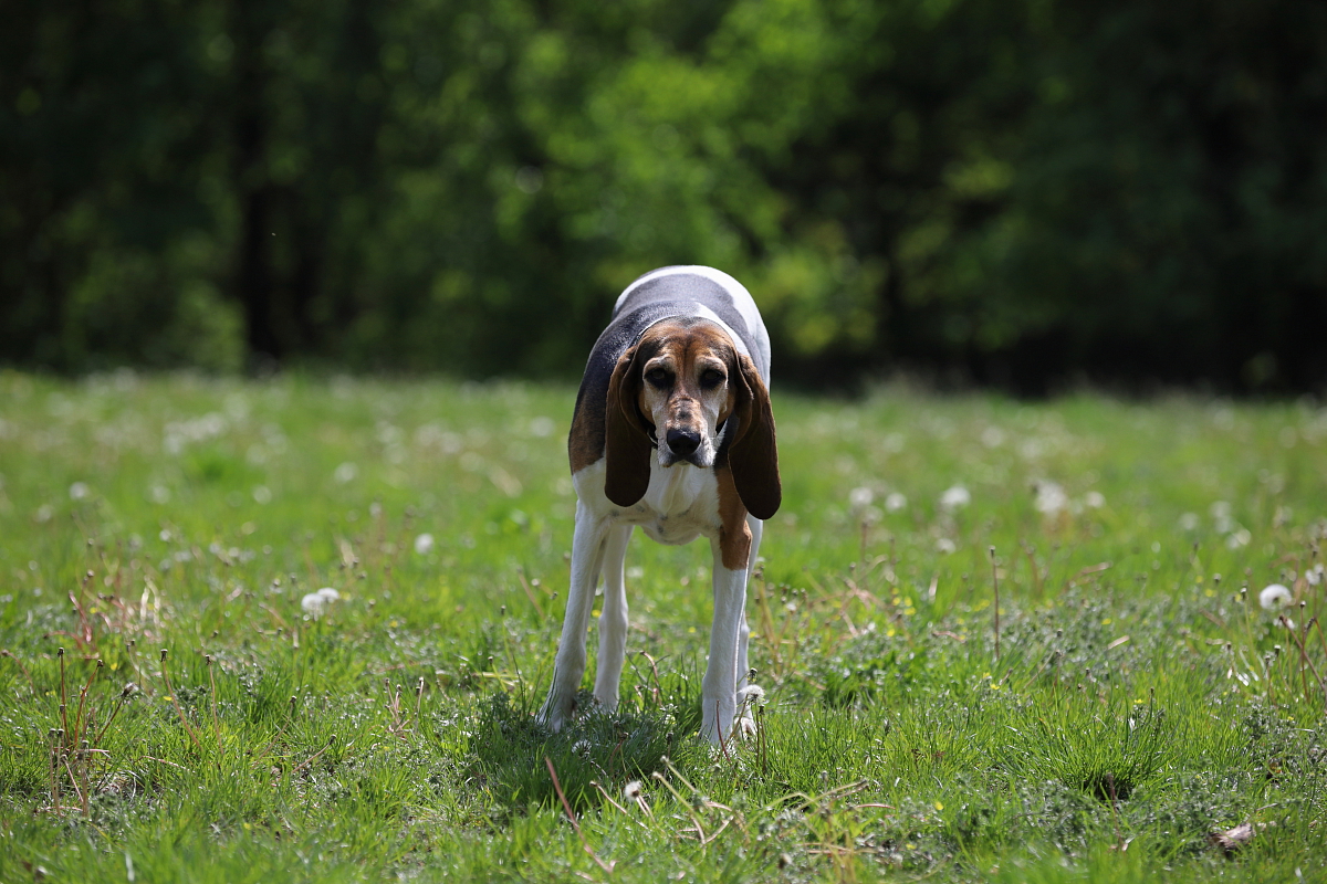 FOXHOUND