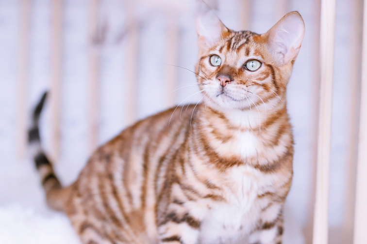 TOYGER