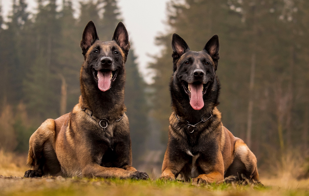 BELGICKÝ OVČÁK – MALINOIS