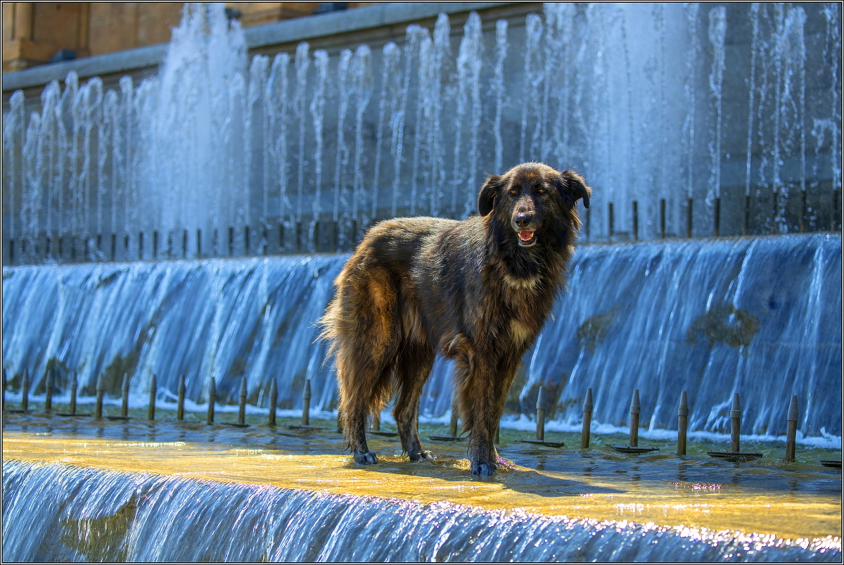 PŘEHŘÁTÍ PSA A PRVNÍ POMOC