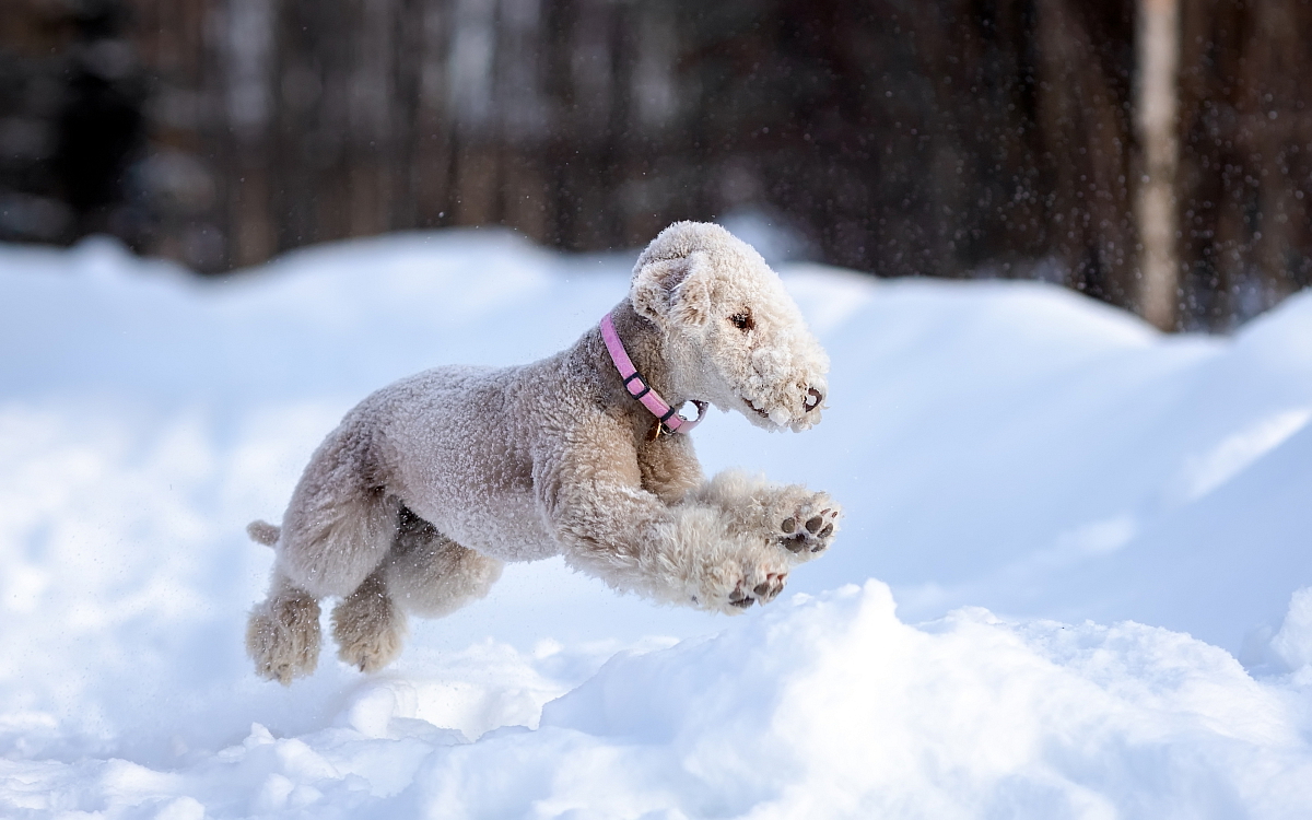 BEDLINGTON TERRIER