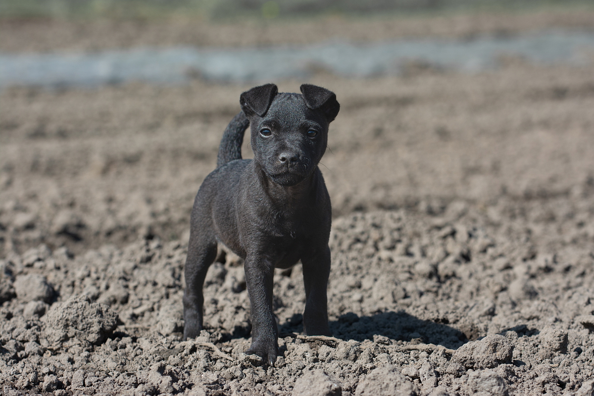 PATTERDALE TERIER