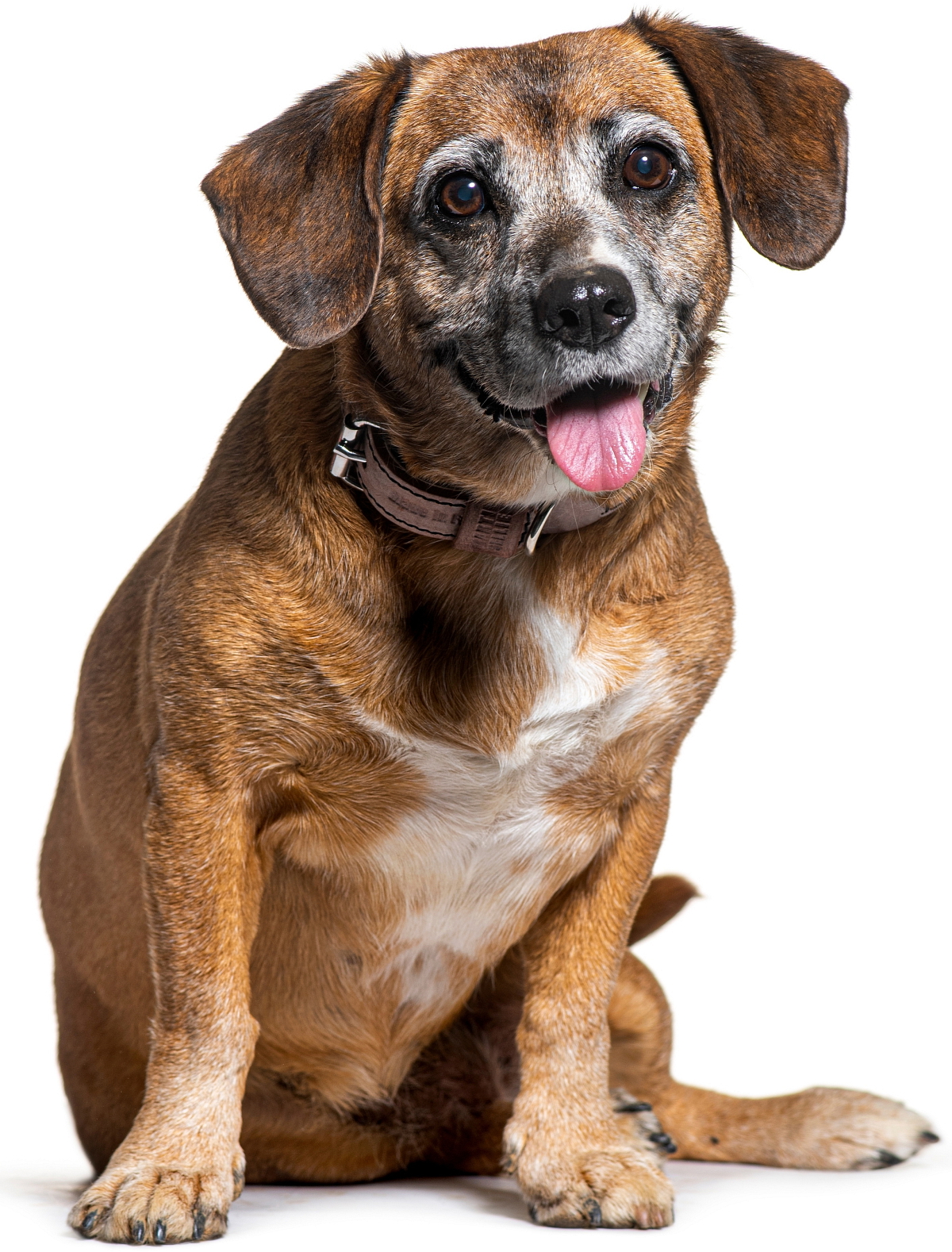 Brit Premium Dog by Nature