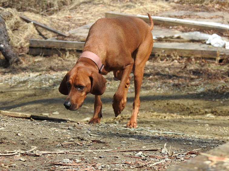 REDBONE COONHOUND