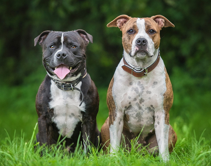  STAFORDŠÍRSKÝ BULTERIER