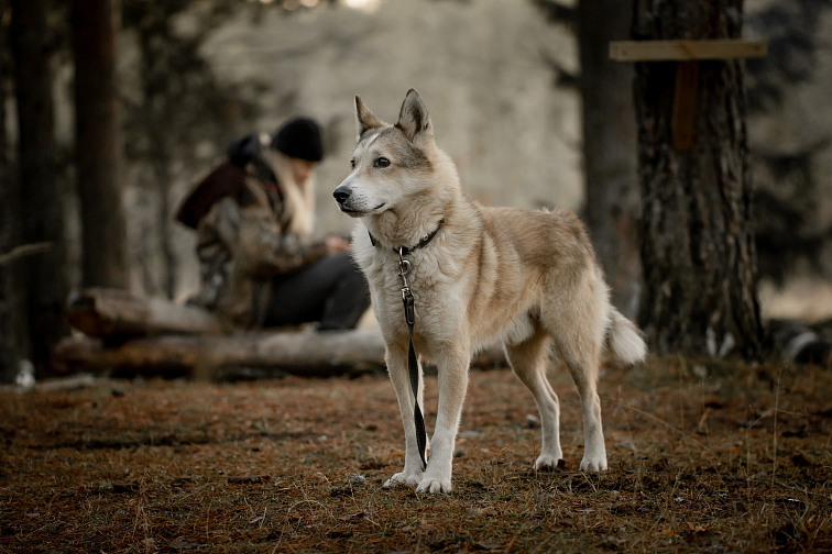 ZÁPADOSIBÍRSKA LAJKA