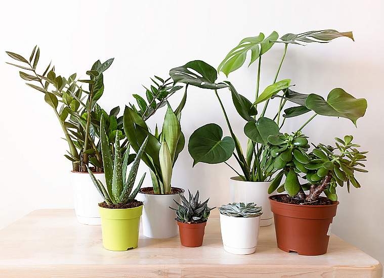 NEBEZPEČNÉ POKOJOVÉ ROSTLINY PRO PSY