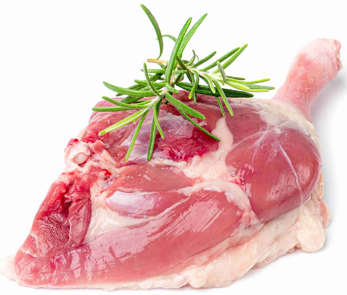 NÉ VETERINA - NORMAL