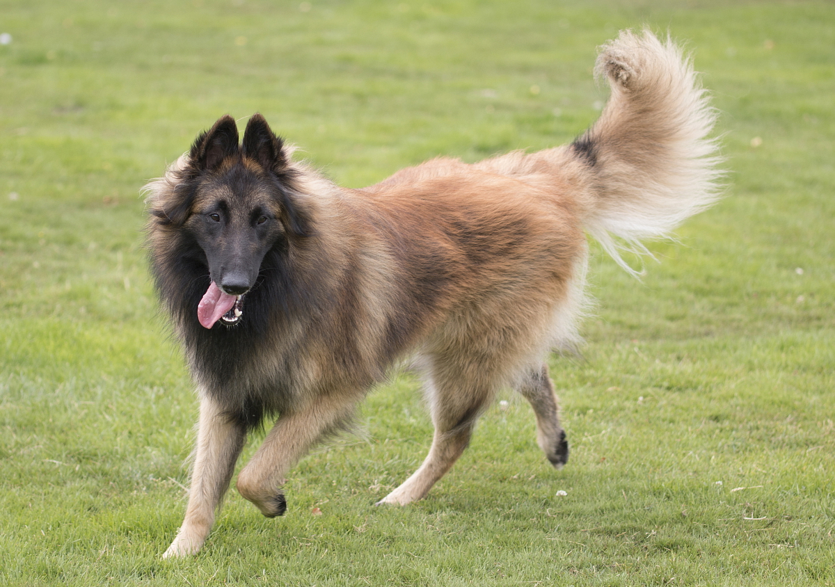 BELGICKÝ OVČÁK – TERVUEREN