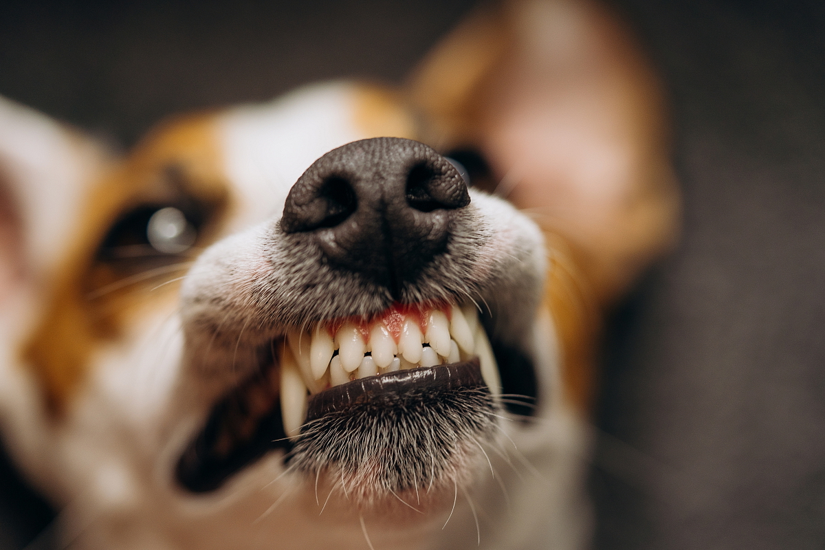 ZUBY PSA A CO O NICH VÍME