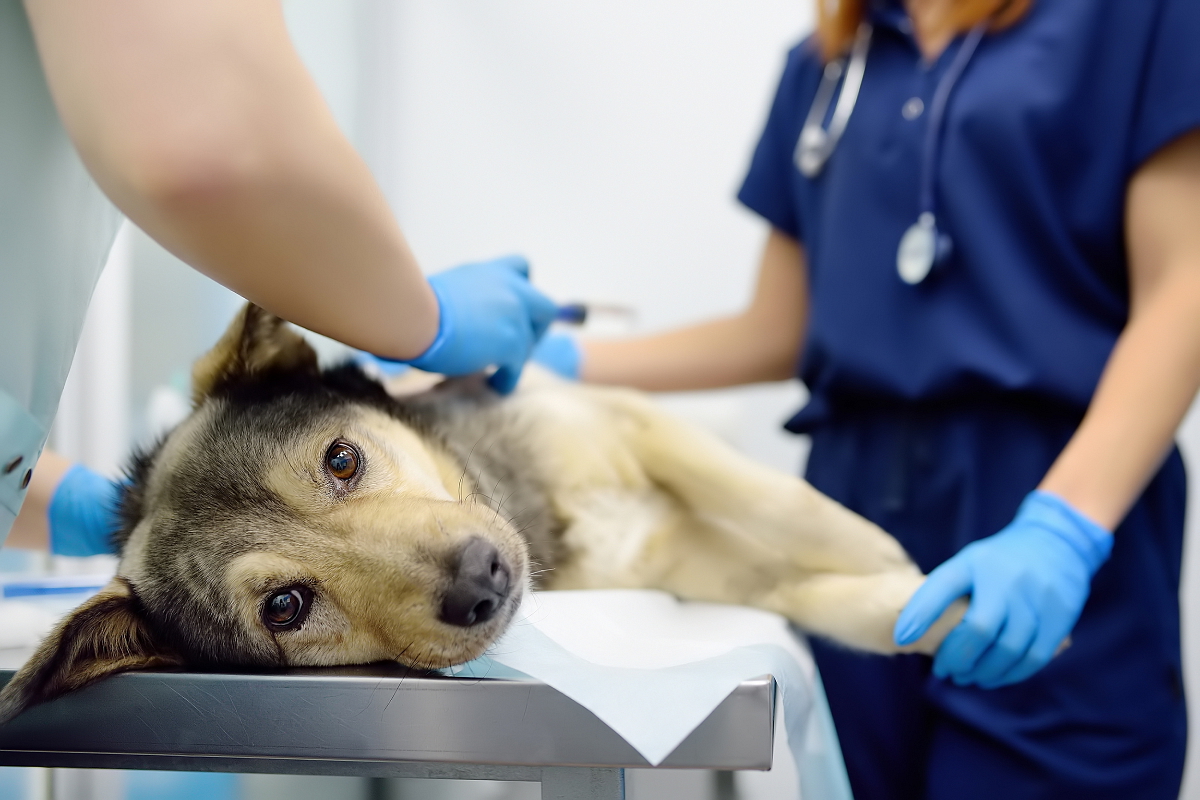 PYOMETRA, NEBOLI ZÁNĚT DĚLOHY U FENY
