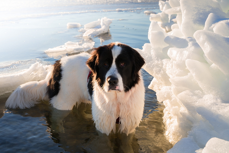 LANDSEER