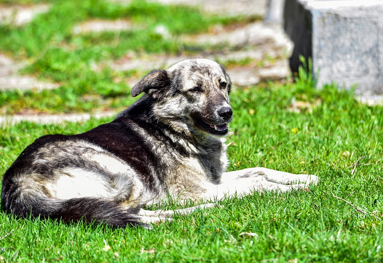 RUMUNSKÝ KARPATSKÝ OVČIAK