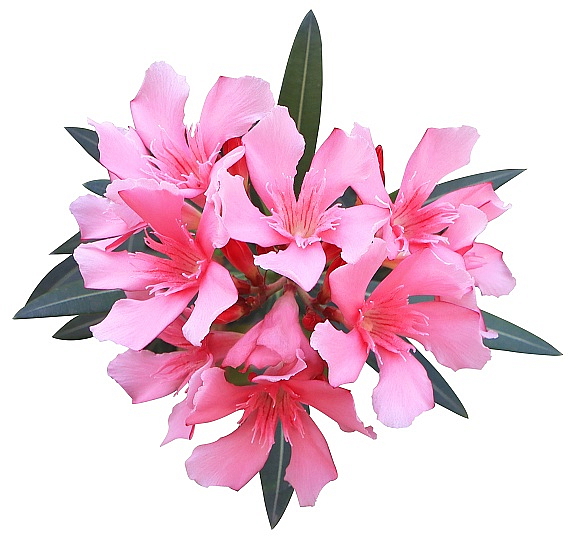 NEBEZPEČNÉ POKOJOVÉ ROSTLINY PRO PSY