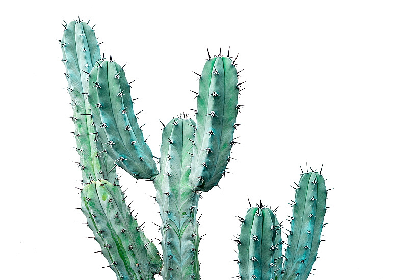 NEBEZPEČNÉ POKOJOVÉ ROSTLINY PRO PSY