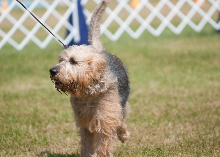 OTTERHOUND