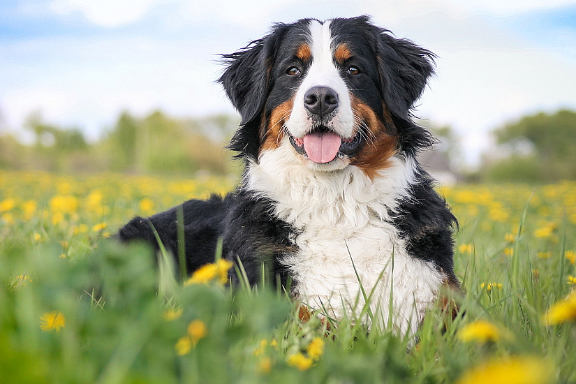 BERNSKÝ SALAŠNICKÝ PES