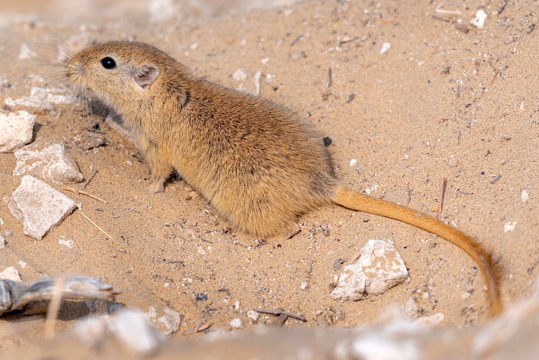 ZUBY PSA A CO O NICH VÍME