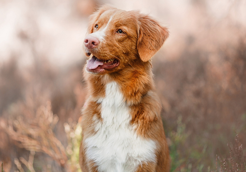 NOVA SCOTIA DUCK TOLLING RETRIEVER