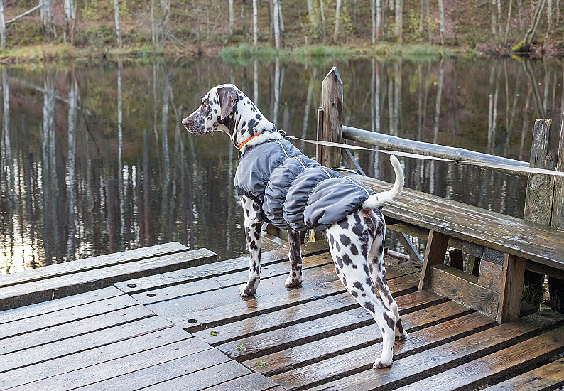 VENČENÍ PSŮ A ŠTĚŇAT V ZIMĚ