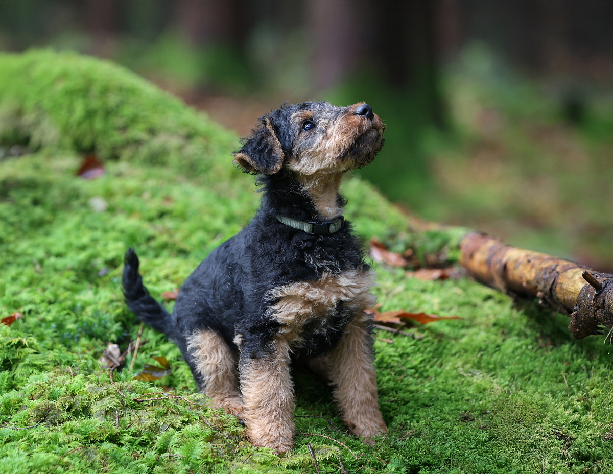 WELSH TERRIER