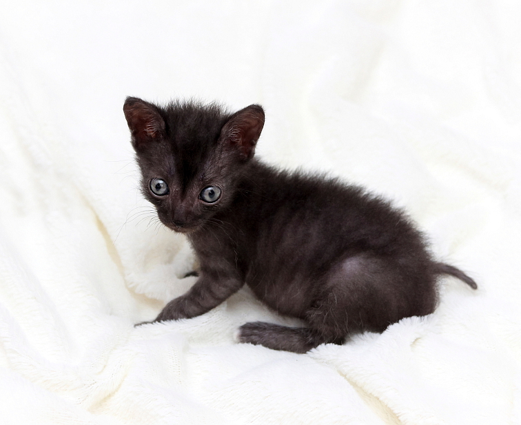 LYKOI