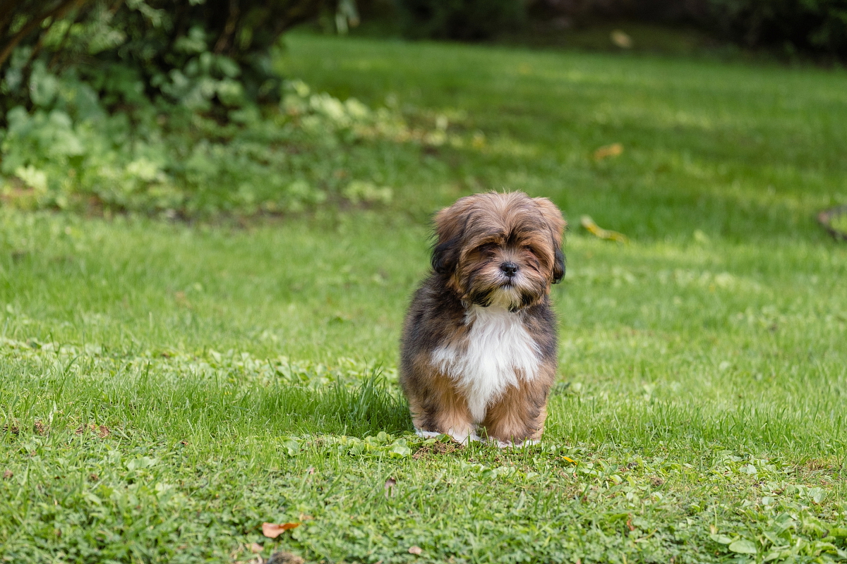 LHASA APSO