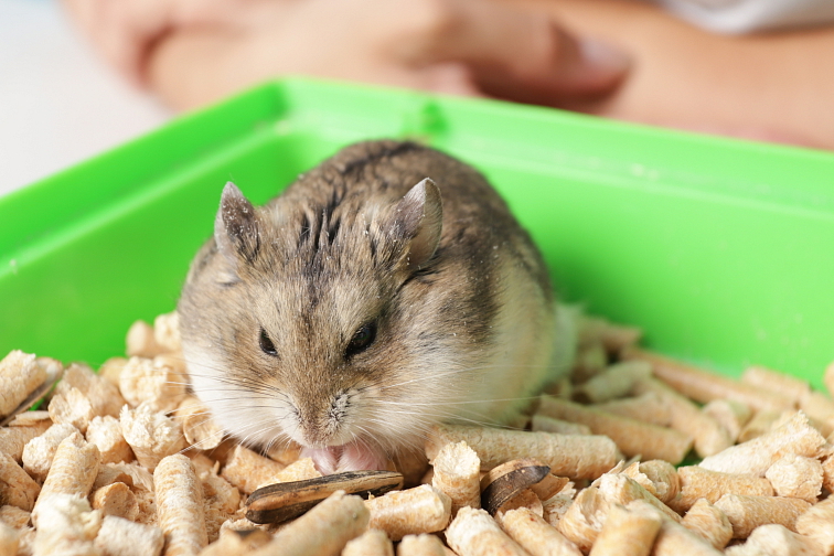 ZUBY PSA A CO O NICH VÍME