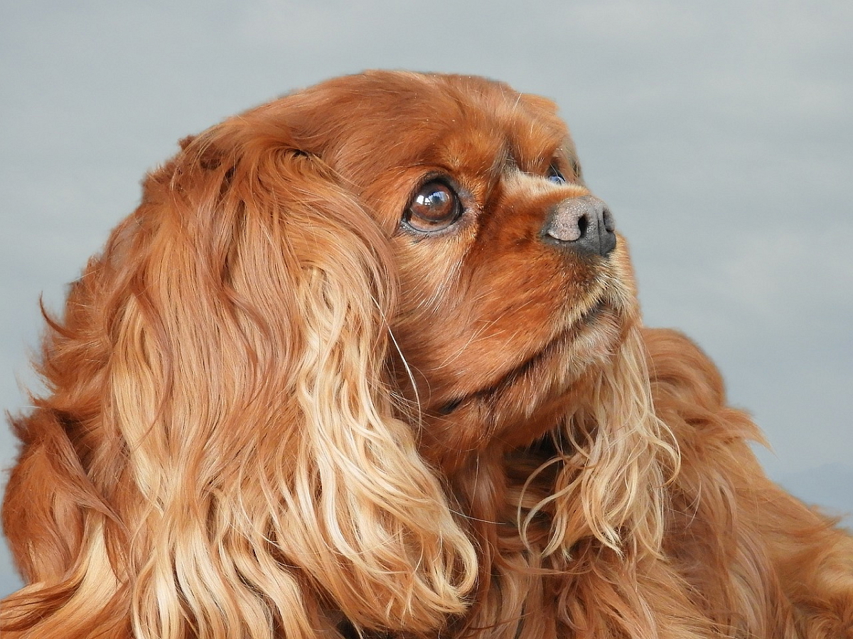 KAVALÍR KING CHARLES ŠPANĚL