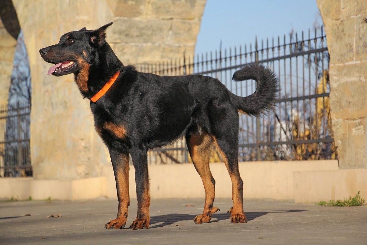 BEAUCERON