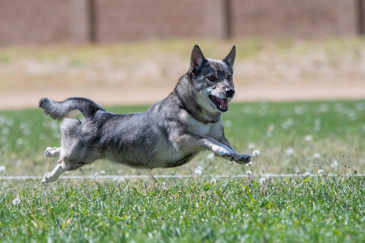 ŠVÉDSKÝ VALLHUND