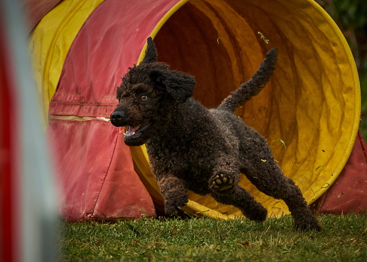 ŠPANIELSKY VODNÝ PES 