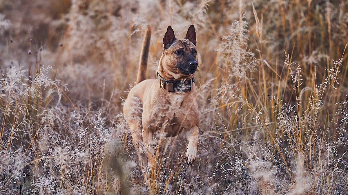 THAJSKÝ RIDGEBACK