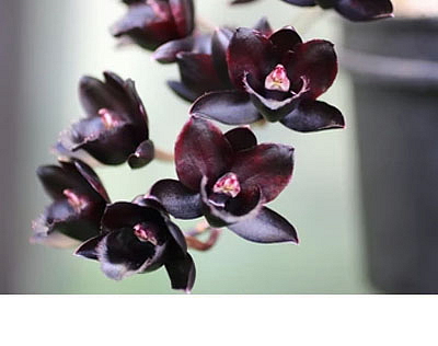 Sójová svíčka Poudre de Fleur