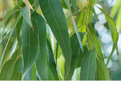 Přírodní svíčka Eukalyptus & Máta peprná