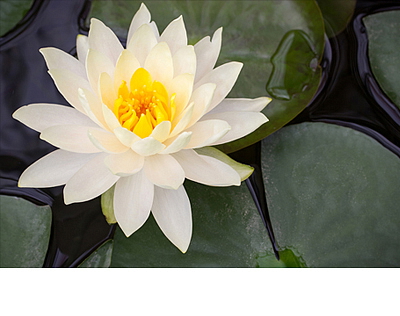 Sójová svíčka Kadidlo & Myrha (3 knoty)