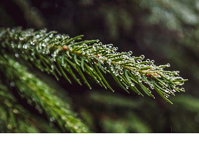 Sójová svíčka Severské pobřeží