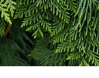 Aroma difuzér Vanilka & Santalové dřevo