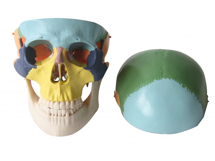 Lebka barevná - anatomický model