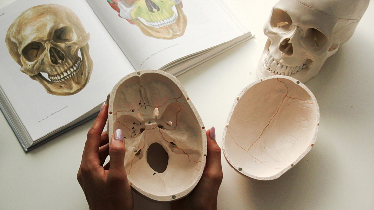 Lebka číslovaná - anatomický model
